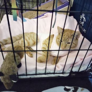 Friends of Felines - Animal Shelters Near Me - Keizer, Oregon Friends of Felines - Animal Shelters Near Me - Keizer, Oregon