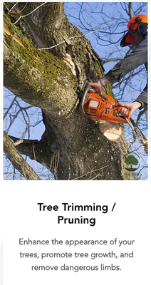 Tree Trimming - When hiring RLW Tree Service, we will advise you on the best pruning/trimming process before making a decision. Elevating, Thinning, Crown Reduction, and Topping are all methods that will be necessary depending on the type of tree, placement, and climate factors. Tree Trimming - When hiring RLW Tree Service, we will advise you on the best pruning/trimming process before making a decision. Elevating, Thinning, Crown Reduction, and Topping are all methods that will be necessary depending on the type of tree, placement, and climate factors.