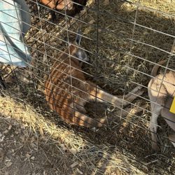 Kangaroo