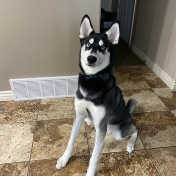 The Doggy Den - Kai - Pet Groomers Near Me - Sandy, Utah