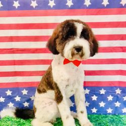Barktastic Grooming - Memorial Day