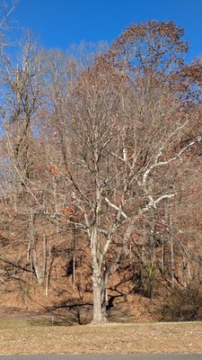 Kent Falls State Park by null