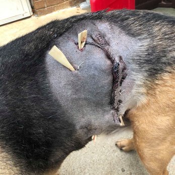Clinton Highway Veterinary Hospital - The time they cut him open for NO reason - Veterinarians Near Me - Powell, Tennessee Clinton Highway Veterinary Hospital - The time they cut him open for NO reason - Veterinarians Near Me - Powell, Tennessee