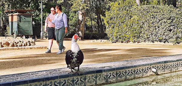 Parque de María Luisa by null