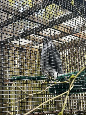 Cascades Raptor Center by null
