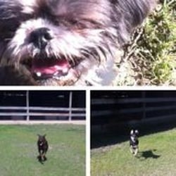 Parker Pet Parade