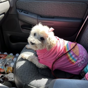 Puptown - Lucy on her way to daycare - Dog Walkers Near Me - San Leandro, California Puptown - Lucy on her way to daycare - Dog Walkers Near Me - San Leandro, California