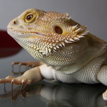 Redding Reptiles - Reptile Shops Near Me - Redding, California