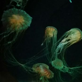 Shedd Aquarium - I was so excited for the jellyfish - Aquariums Near Me - Chicago, Illinois Shedd Aquarium - I was so excited for the jellyfish - Aquariums Near Me - Chicago, Illinois