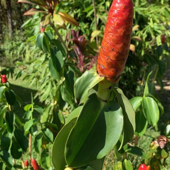 Volcano Eco Retreat - ginger! - Bed & Breakfast Near Me - Mountain View, Hawaii Volcano Eco Retreat - ginger! - Bed & Breakfast Near Me - Mountain View, Hawaii
