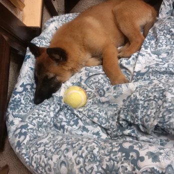 Ruff Translation Dog Training - Pet Training Near Me Ruff Translation Dog Training - Pet Training Near Me