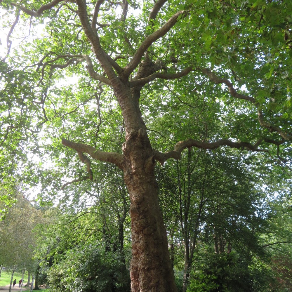 Merrion Square - Tree in park - Parks Near Me - Dublin, D