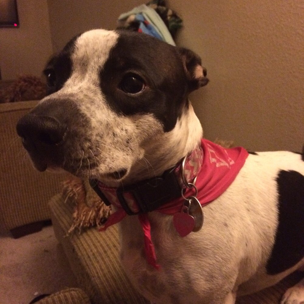 PetSmart - "Please don't take my scarf off!" - Pet Stores Near Me - Modesto, California PetSmart - "Please don't take my scarf off!" - Pet Stores Near Me - Modesto, California
