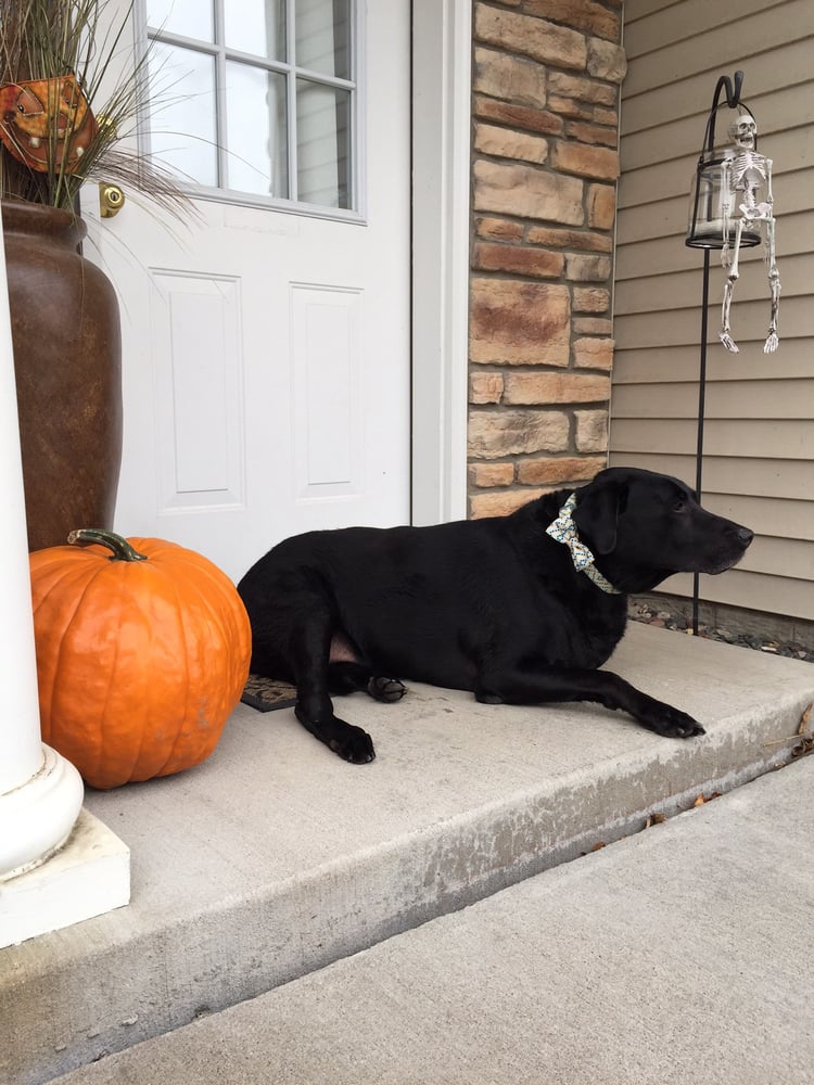 CROIX VALLEY VETERINARY HOSPITAL Updated September 2024 11 Reviews