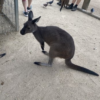Featherdale Wildlife Park - Parks Near Me - Doonside, NSW Featherdale Wildlife Park - Parks Near Me - Doonside, NSW