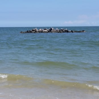 Grandview Nature Preserve - Beaches Near Me - Hampton, Virginia Grandview Nature Preserve - Beaches Near Me - Hampton, Virginia
