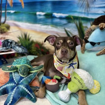 Harbor Dog Pet Spa - Buddies photo shoot at Harbor Dog Pet Spa!!!! - Pet Groomers Near Me - Tampa Bay, Florida Harbor Dog Pet Spa - Buddies photo shoot at Harbor Dog Pet Spa!!!! - Pet Groomers Near Me - Tampa Bay, Florida