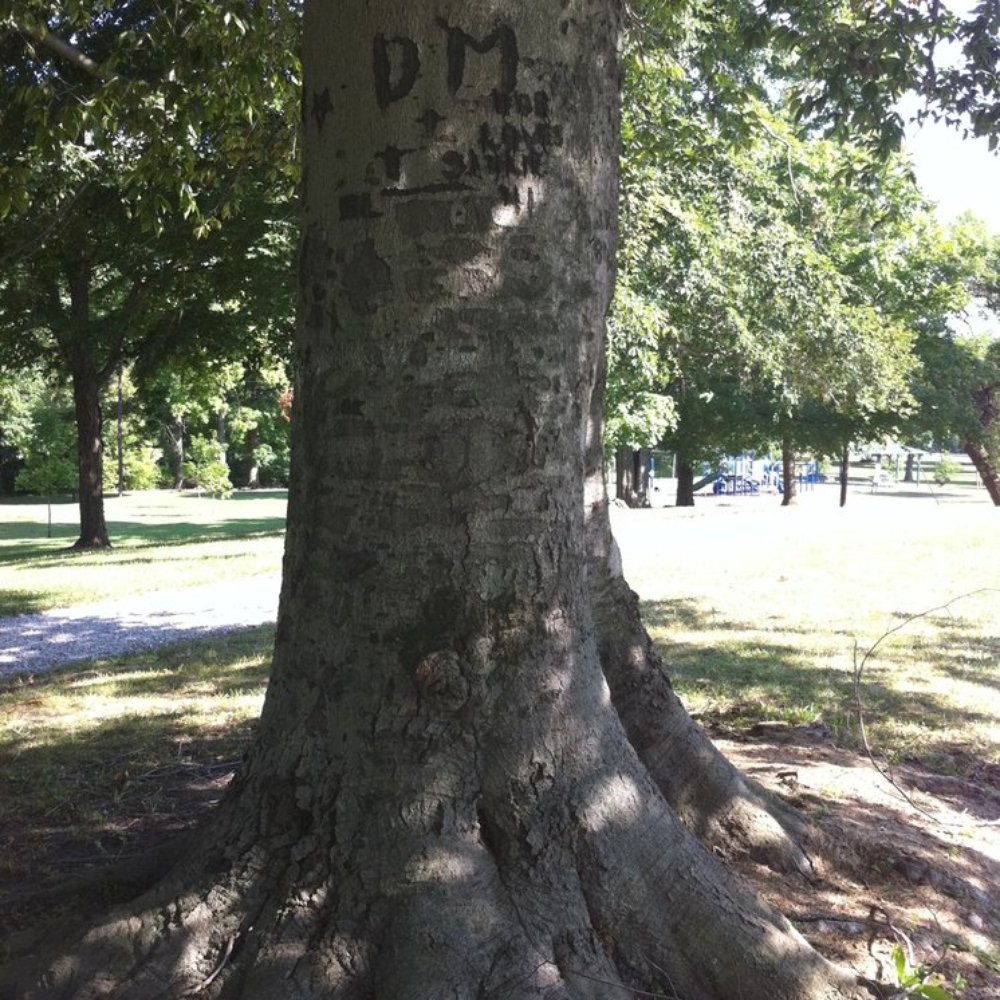 Ellenberger Park - Tree carvings! Love them... - Parks Near Me - Indianapolis, Indiana Ellenberger Park - Tree carvings! Love them... - Parks Near Me - Indianapolis, Indiana