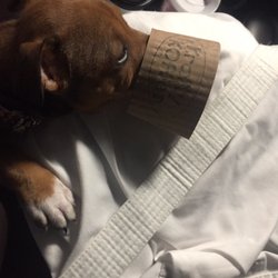 Krafty Koffee - Even my new puppy loves Krafty!! Hahah