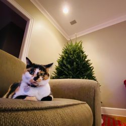 Goss Tree Farms - My cat deciding if she like the Christmas tree.