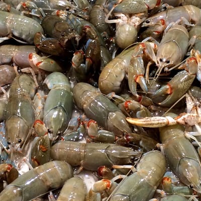 Kailis Bros Leederville by null