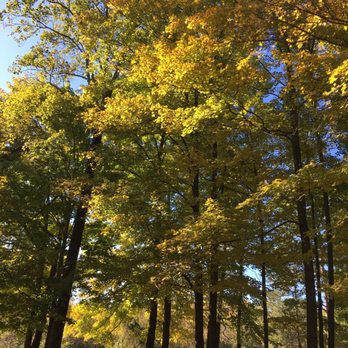 Mitchell Memorial Forest - Beautiful yellow trees - Parks Near Me - Cleves, Ohio