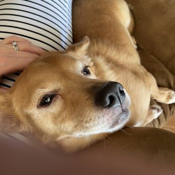 Florida Veterinary Rehabilitation - Thor - Veterinarians Near Me - Deland, Florida Florida Veterinary Rehabilitation - Thor - Veterinarians Near Me - Deland, Florida