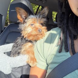State of his hair when we arrived.