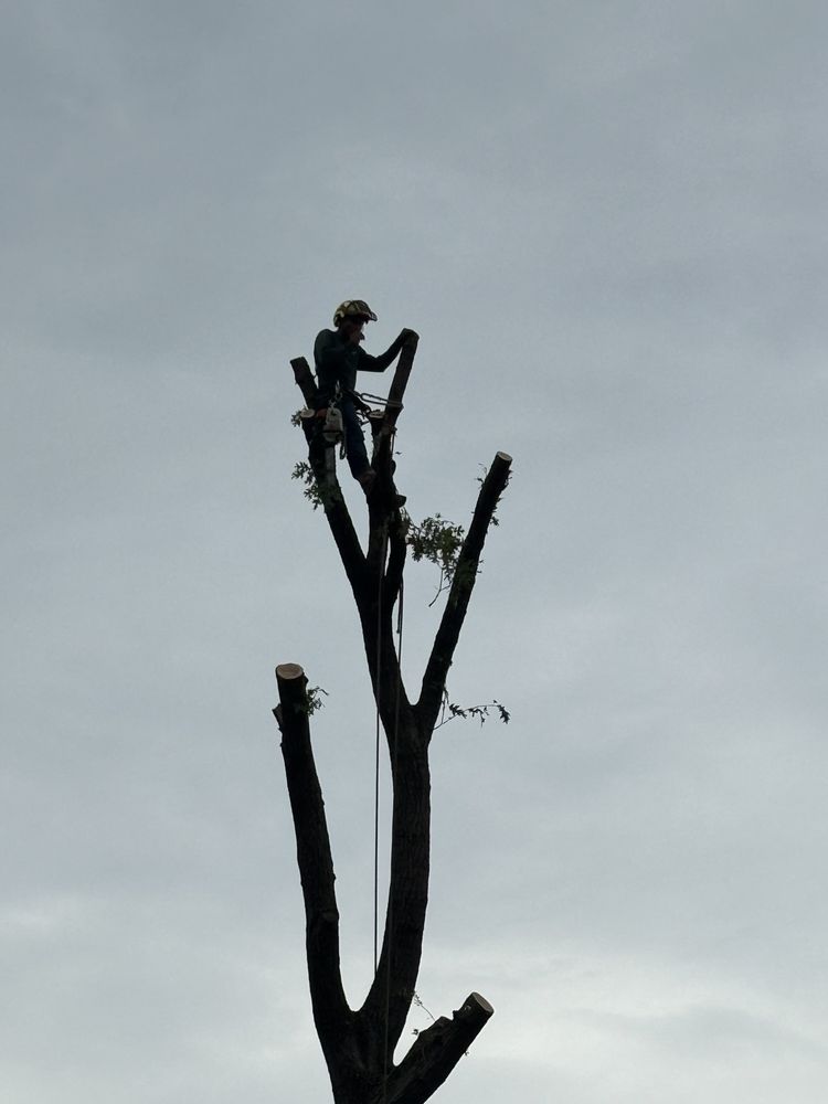 Salas Services - tree service in Irving, TX