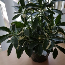 Flowerama - For my apartment