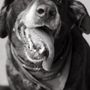 Photo of Mission Vet Urgent Care - Blue Ash
