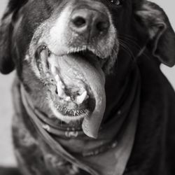 Mission Vet Urgent Care - Blue Ash - River!