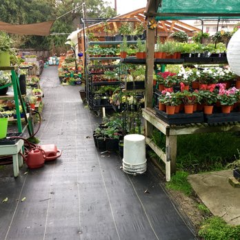 Yamaguchi Bonsai Nursery - Tarp on the ground! - Nurseries & Gardening Near Me - Los Angeles, California Yamaguchi Bonsai Nursery - Tarp on the ground! - Nurseries & Gardening Near Me - Los Angeles, California