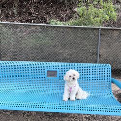 The Boneyard - Culver City Dog Park