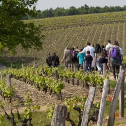 Rendez-Vous dans les Vignes - Balade commentée dans les vignes de l'AOC Vouvray / Guided walk in the vineyard of AOC Vouvray