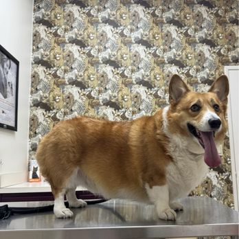 Canoga Park Veterinary Center - Yearly check up - Veterinarians Near Me - Canoga Park, California Canoga Park Veterinary Center - Yearly check up - Veterinarians Near Me - Canoga Park, California