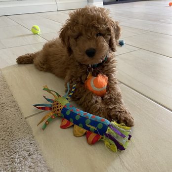 California Goldendoodle - Pet Breeders Near Me