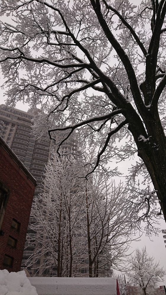 THE PINNACLE Updated October 2024 11201 Queens Blvd, Forest Hills