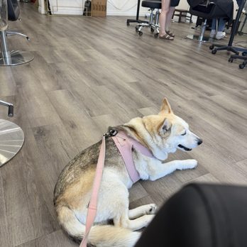 Duet Salon - My dog Penelope enjoying this beautiful salon. - Hair Salons Near Me - San Jose, California Duet Salon - My dog Penelope enjoying this beautiful salon. - Hair Salons Near Me - San Jose, California