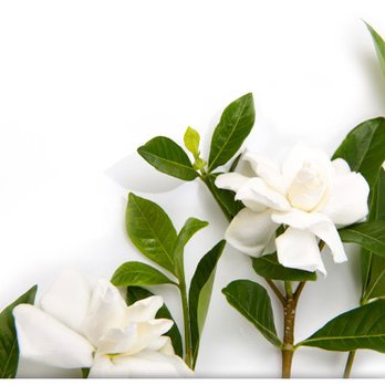 Peters Funeral Home - Funeral Services & Cemeteries Near Me - Arvin, California Peters Funeral Home - Funeral Services & Cemeteries Near Me - Arvin, California