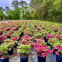 Container Grown Nursery