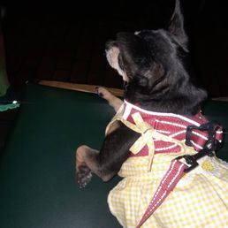 MY 7LB DOG ON THE SEAT