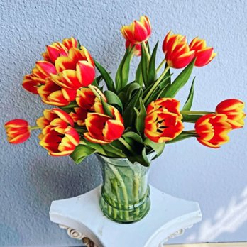 The Glenwood Florist - Bi color tulips - Florists Near Me - Decatur, Georgia The Glenwood Florist - Bi color tulips - Florists Near Me - Decatur, Georgia