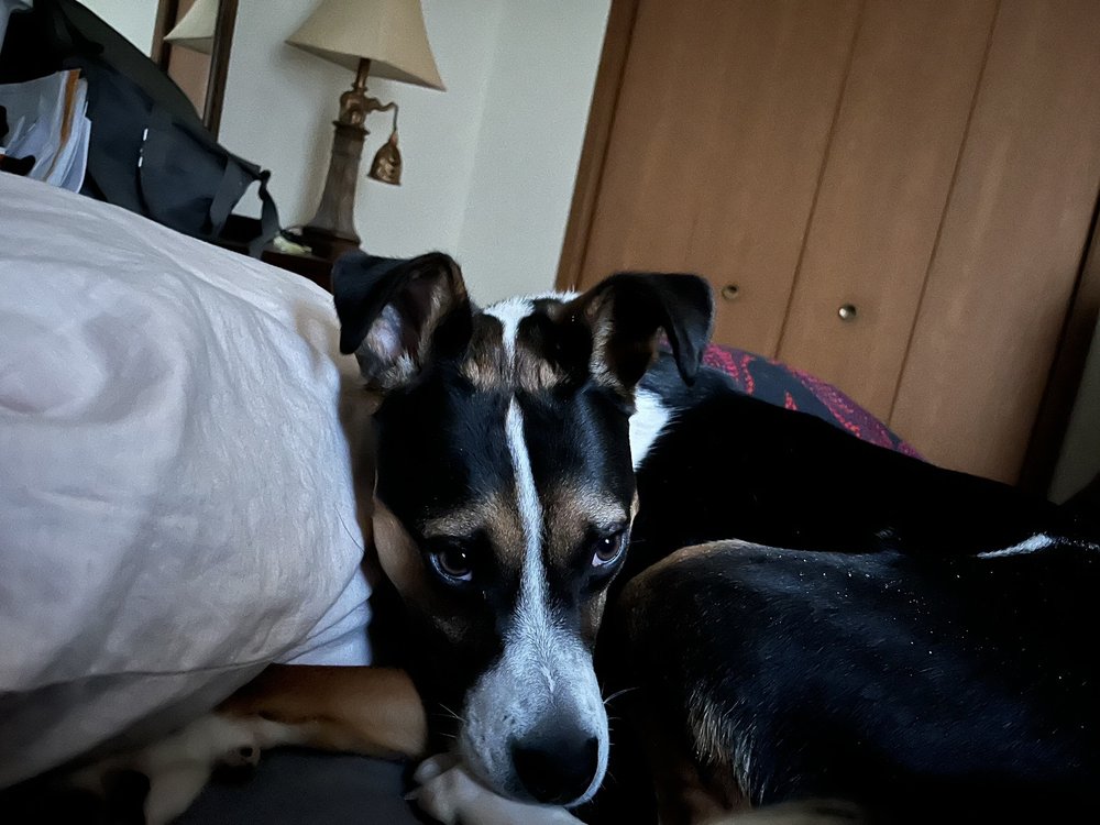 HAPPY TAILS VETERINARY CLINIC Updated September 2024 11 Reviews 1460 Swan Rd, De Pere