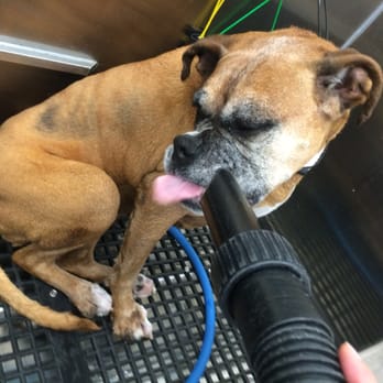 Pet Supplies Plus Warson Woods - What can I say, she love's the vacuum! - Pet Stores Near Me - St. Louis, Missouri Pet Supplies Plus Warson Woods - What can I say, she love's the vacuum! - Pet Stores Near Me - St. Louis, Missouri