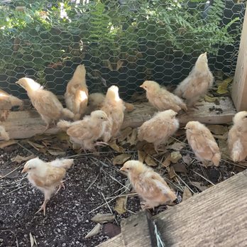 Gardenia's Bistro - Live chicks - Breakfast & Brunch Near Me - Tavernier, Florida
