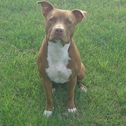 Fayette County Veterinary Clinic - My Beautiful, Friendly and Loving Sheba!