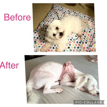Petco - Maltese - Pet Stores Near Me - Kapolei, Hawaii