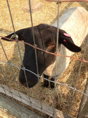 Oregon Heritage Farms by null