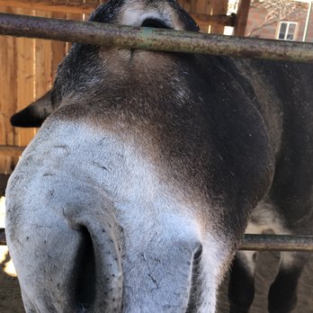 Forever Home Donkey Rescue and Sanctuary - Animal Shelters Near Me - Benson, Arizona